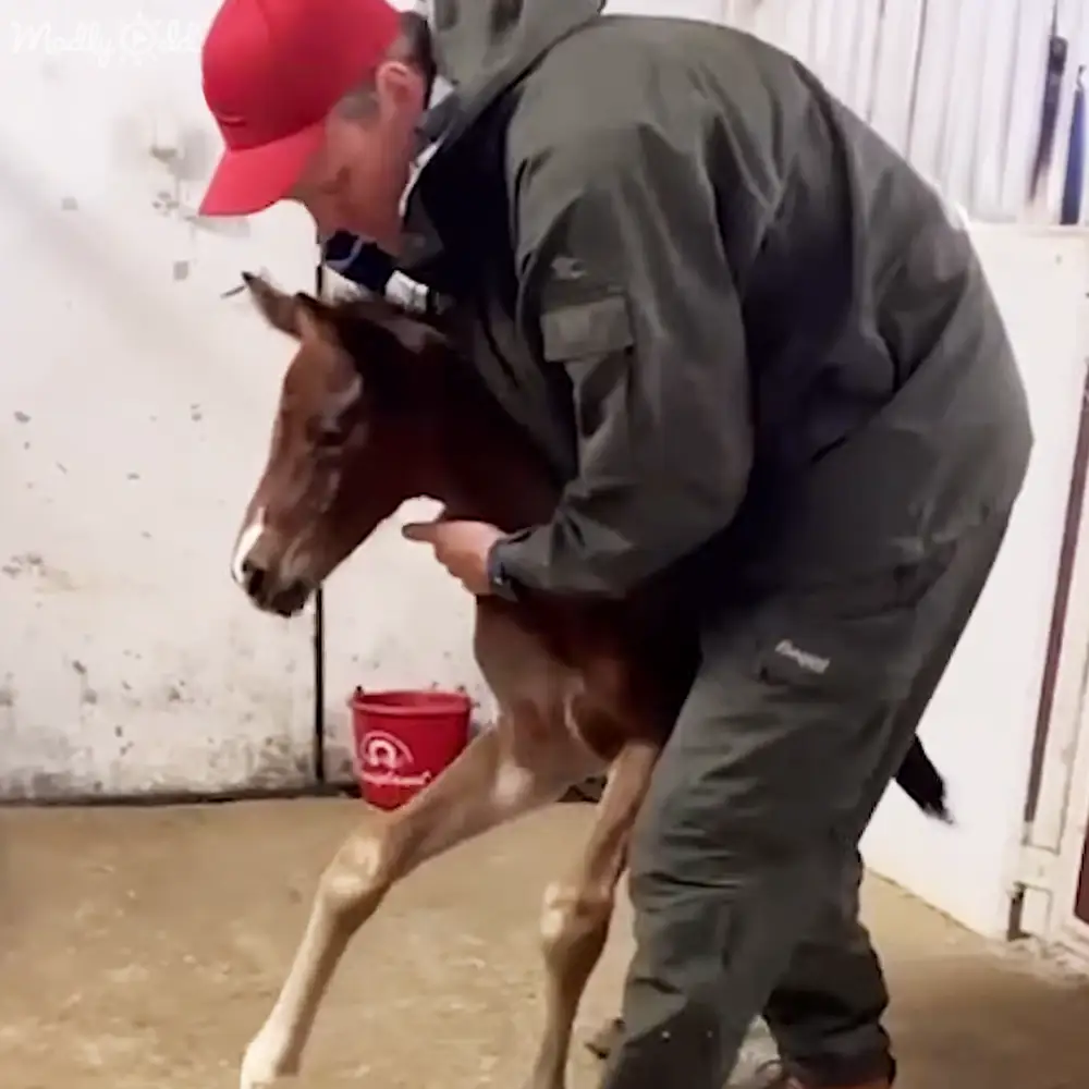 A young horse in an indoor stable with a red bucket and an adult male wearing a red cap, dark green jacket, and sturdy boots.