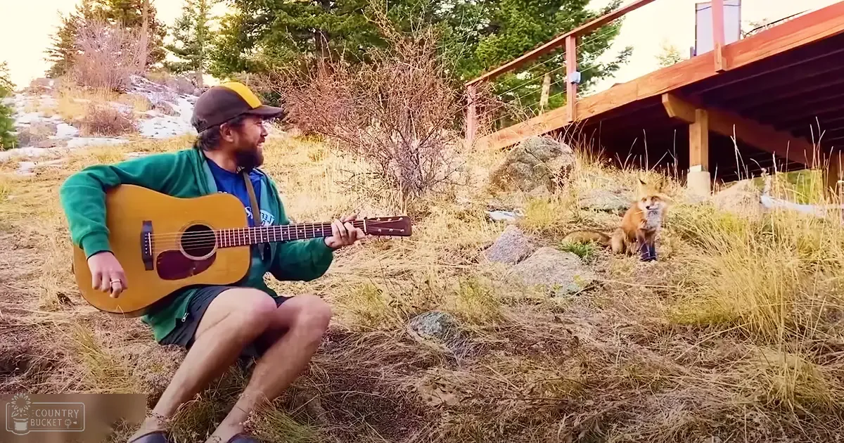 A young adult male wearing a green 'SUN' hoodie, dark shorts, and a brown cap plays guitar outdoors in a natural setting with grass, rocks, trees, and some snow on the ground. A red fox with bright orange fur and black-tipped tail is visible nearby.