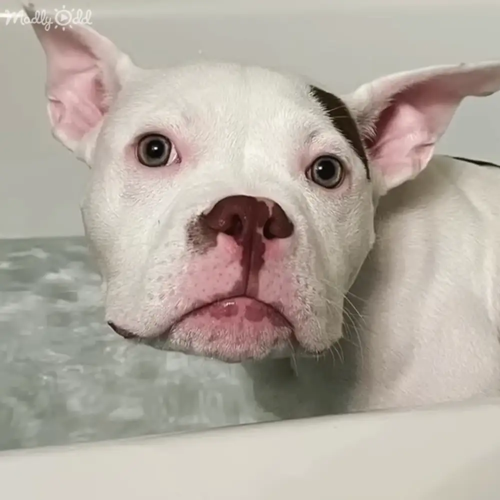 A white French Bulldog in a bathtub, indoor bathroom setting with no other visible objects or persons