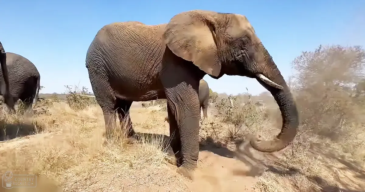 An African elephant with prominent tusks in a savanna landscape under clear blue sky, dry grass, sparse trees, daytime summer or late spring setting