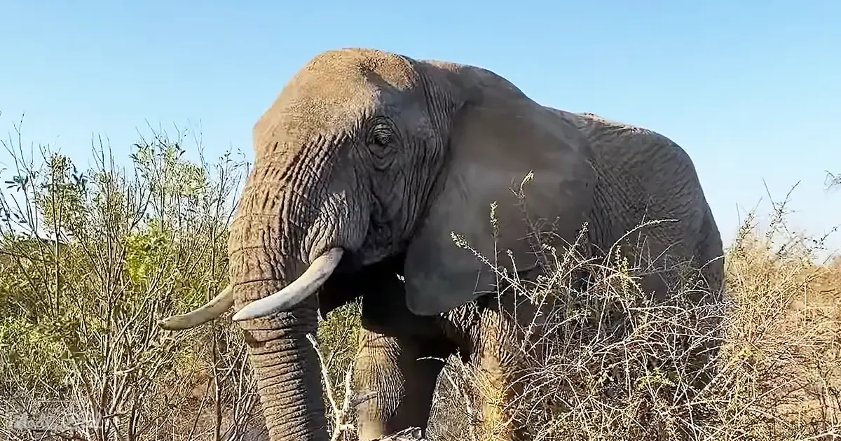 African elephant with grayish-brown coat, standing amidst dry grasses and shrubs under a clear blue sky.