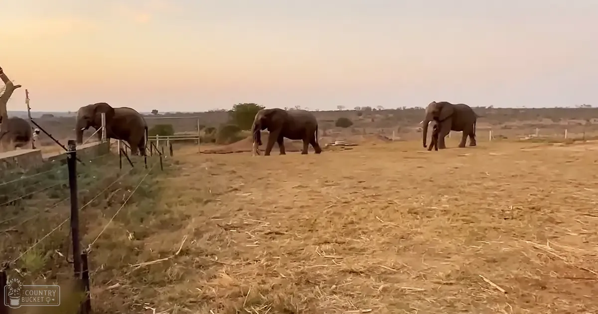 African elephants in an enclosure at what appears to be a zoo animal sanctuary under clear skies with warm, late afternoon lighting.