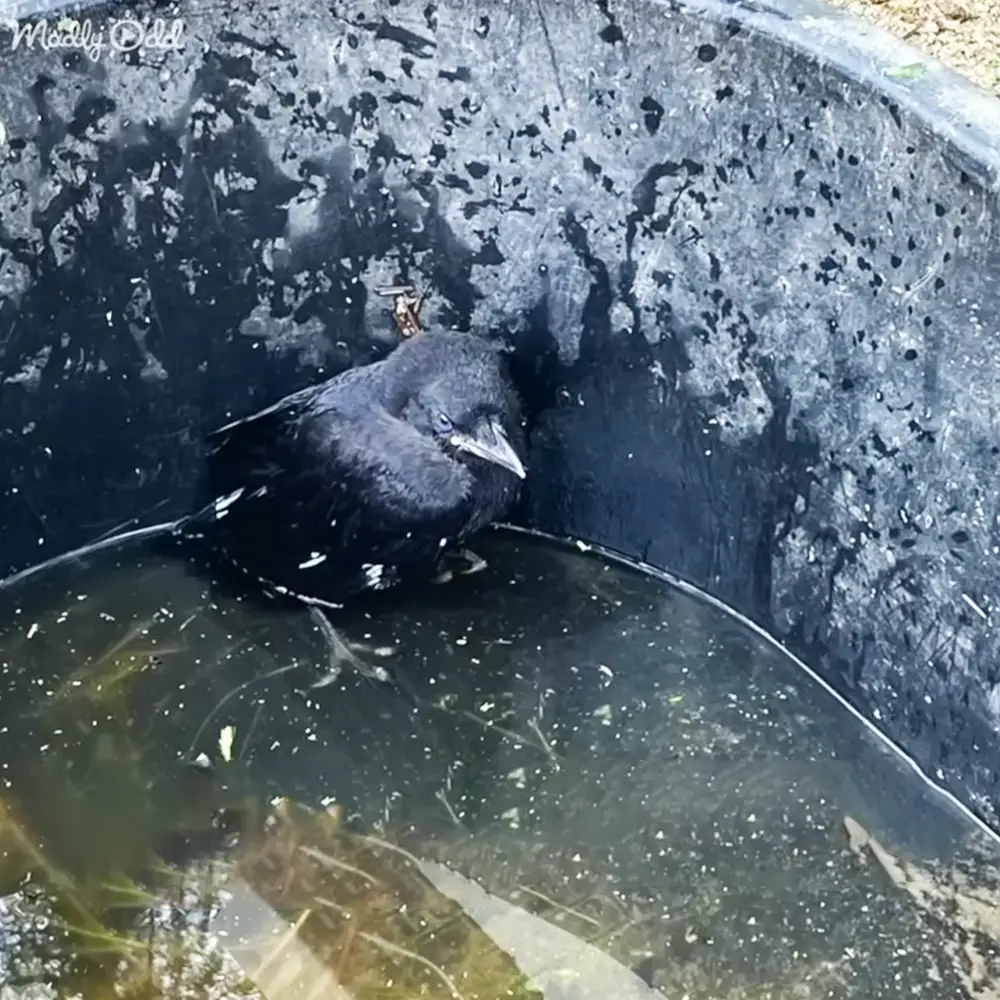 A close-up of a black bird, possibly a crow or raven, outdoors near water with greenery in the background.