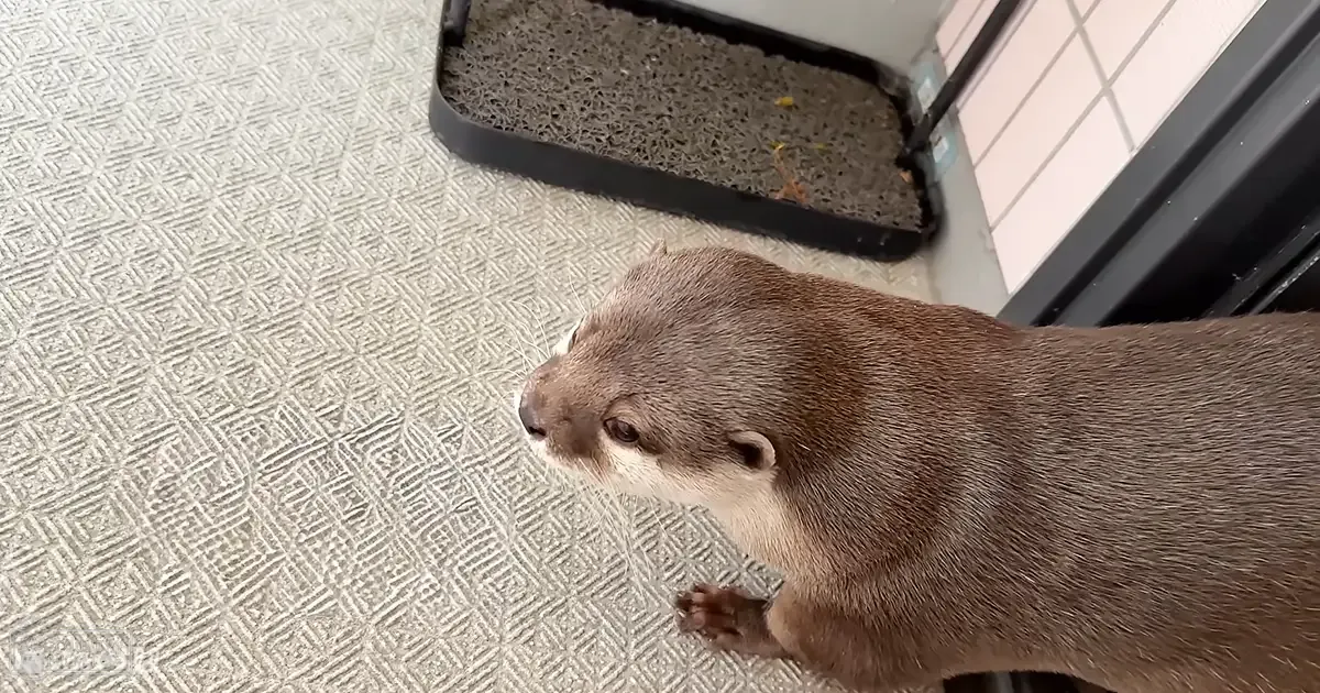 A close-up view of a brown adult otter with lighter underbelly, likely in an indoor kitchen setting with tiled walls and a black tray visible.