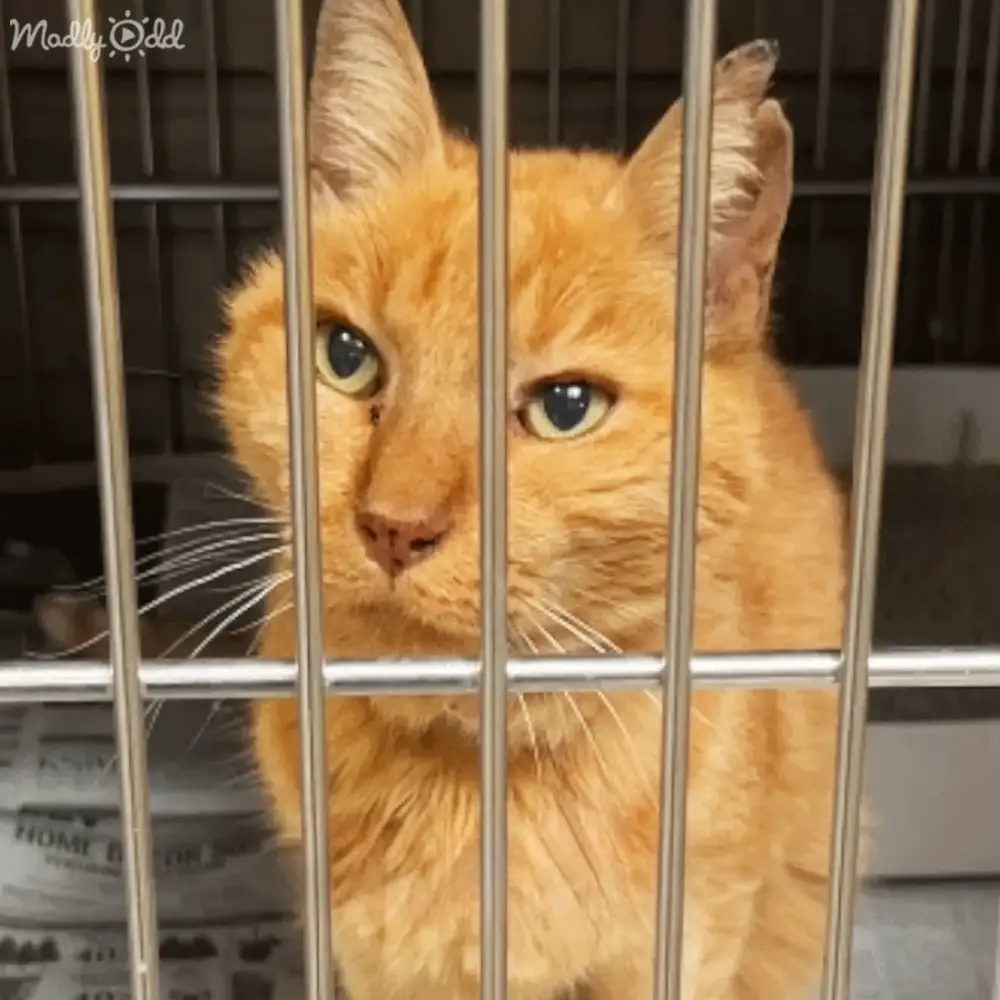 An orange tabby cat with striking blue eyes and a fluffy coat inside a cage, possibly indoors.