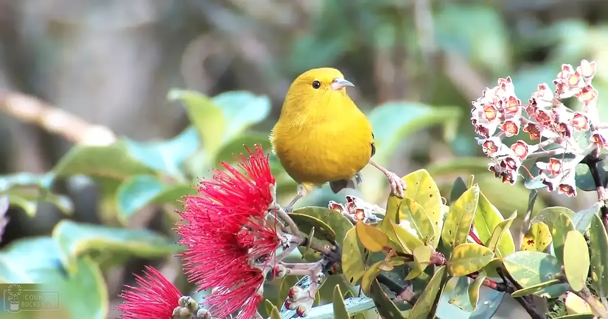 A bright yellow finch perched amidst lush green foliage with red and white blossoms in a natural outdoor setting, suggesting spring or summer under daylight.