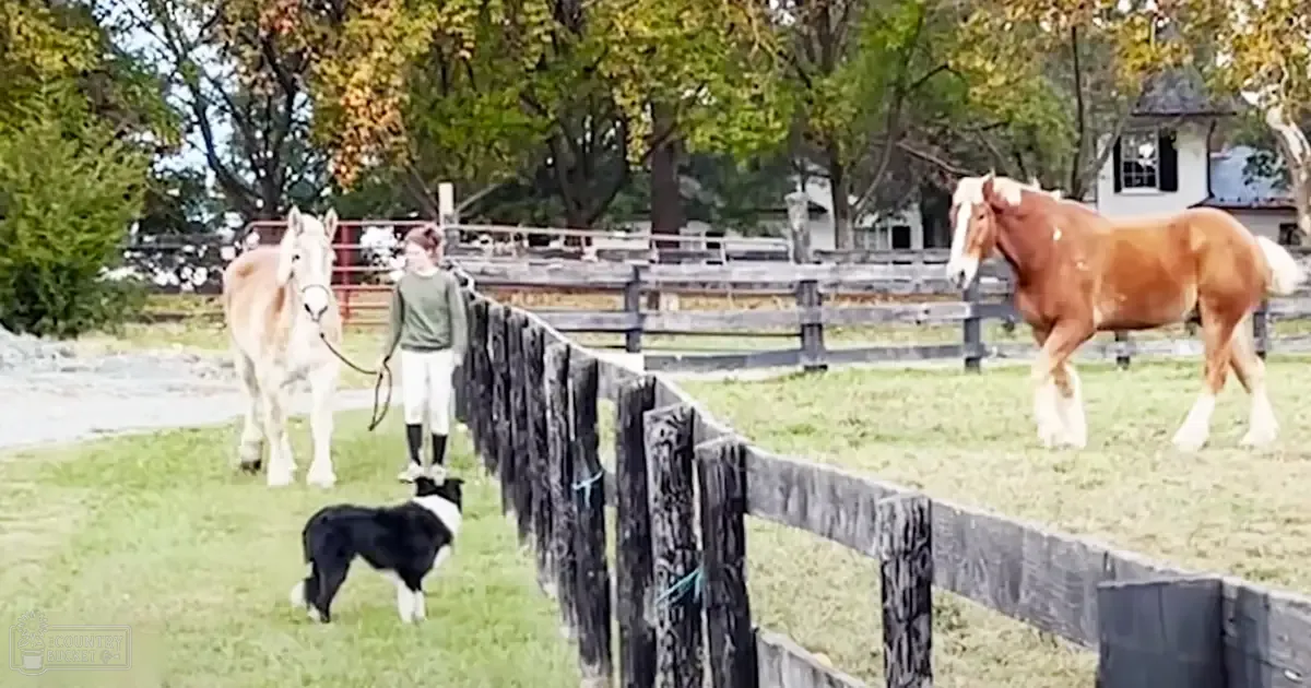 A young adult female wearing a green long-sleeve top and white pants rides a draft horse in an outdoor rural setting with yellowing trees indicating autumn. A black and white Border Collie dog is present, and the scene includes a wooden fence and a small dark-roofed structure.