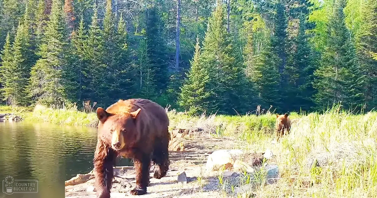 Two bears in a lush forested area near a body of water during daylight with green foliage.