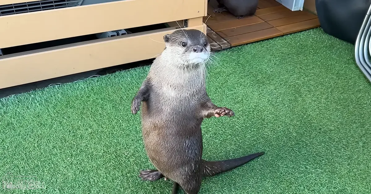 An otter with brown fur and white underbelly, indoors on artificial grass flooring within a home setting.
