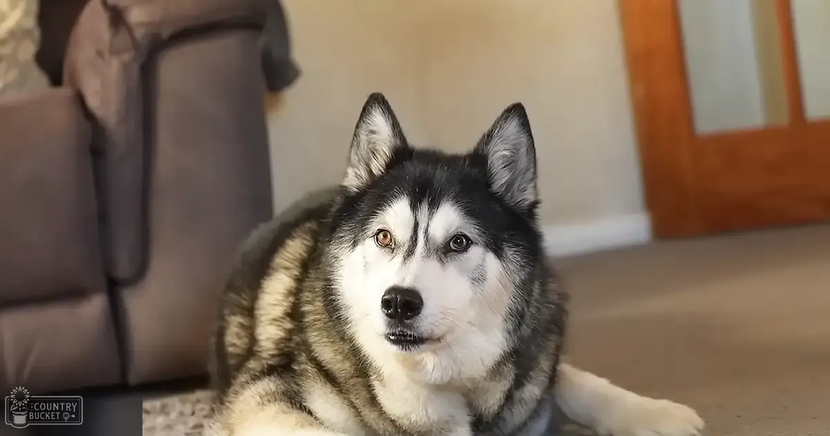 A husky with black and white fur indoors near furniture, natural light suggests daytime, beige walls and couch visible