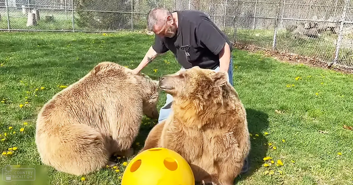 A man interacting with two brown bears in a grassy outdoor setting during spring or summer, with a bright yellow ball nearby.