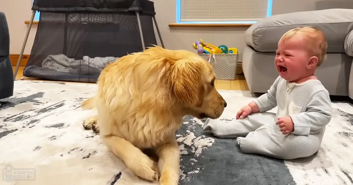 An infant in a light gray onesie interacts with an adult Golden Retriever dog indoors, likely during winter or fall, under natural daylight.