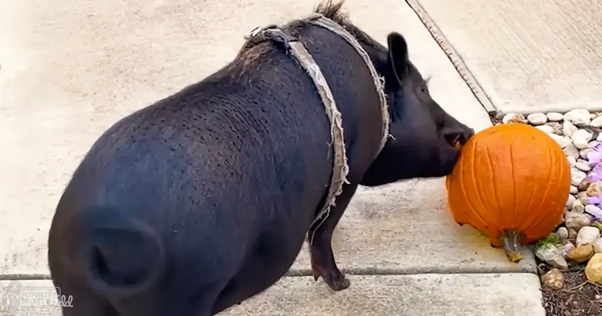 A black pig wearing a harness stands outdoors in an area with concrete, rocks, and plants. A pumpkin is visible nearby.