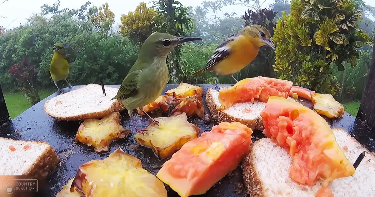 Two finches with greenish-yellow plumage and an orange-and-black bird perch on a table in a lush garden, bathed in natural daylight.
