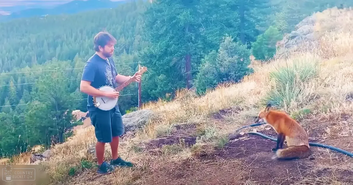 A young adult male singer playing a banjo outdoors with an orange-furred red fox nearby on a hillside with dense greenery and trees, late summer or early fall day.