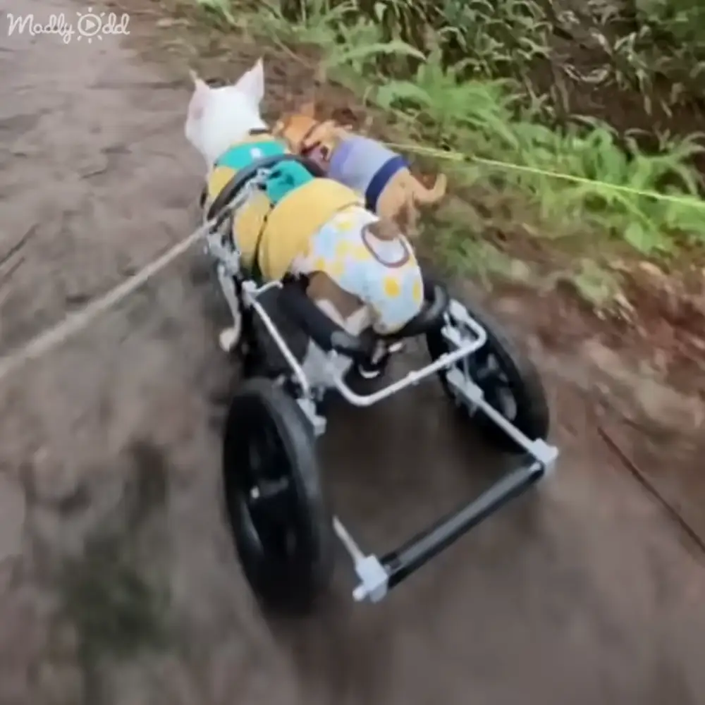 A white dog with light brown markings in a wheelchair on an outdoor dirt path surrounded by greenery.