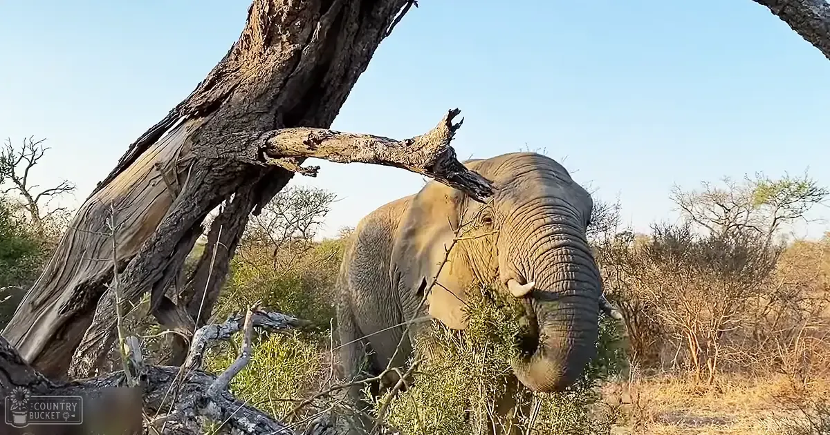 An African elephant with a grayish-brown coat standing amidst dry savanna grasses under clear blue skies