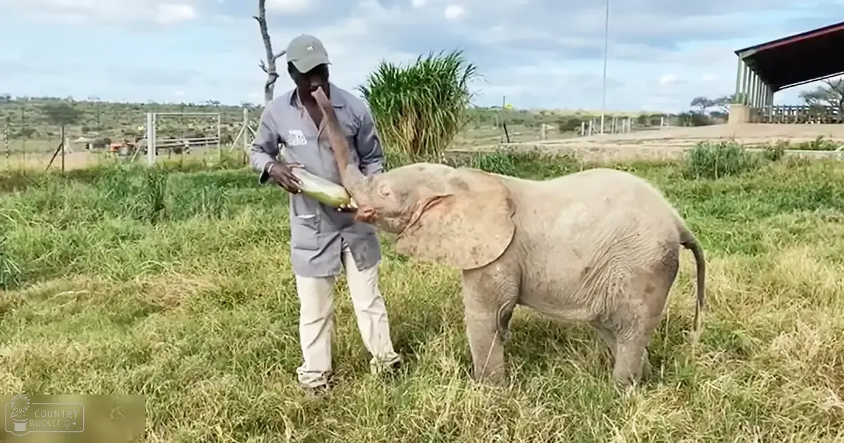 A baby elephant with light-colored skin and small ears in an open grassy field, partly cloudy sky suggesting late afternoon or early evening.