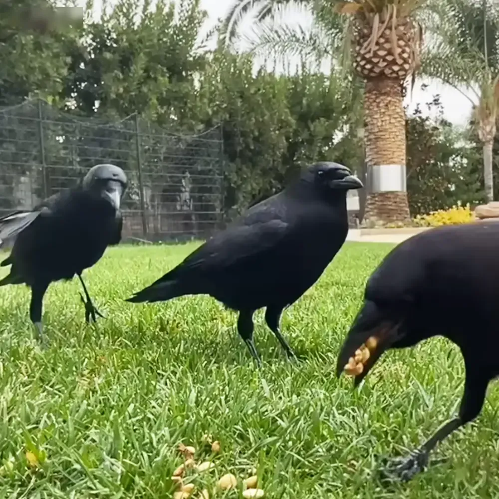 Three adult crows with glossy black feathers and dark markings around their eyes stand on a grassy lawn near trees under bright daylight, suggesting spring or summer.