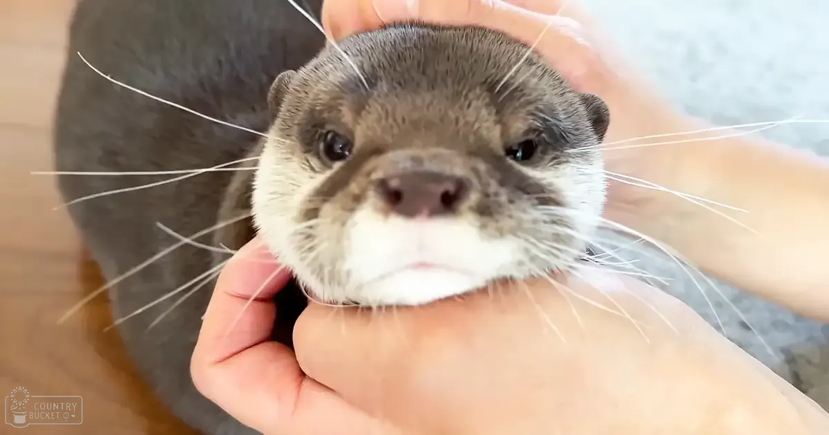 A gentle interaction between a human and a juvenile river otter in an indoor setting with natural light, gray and white fur, wooden floor, and gray carpet.