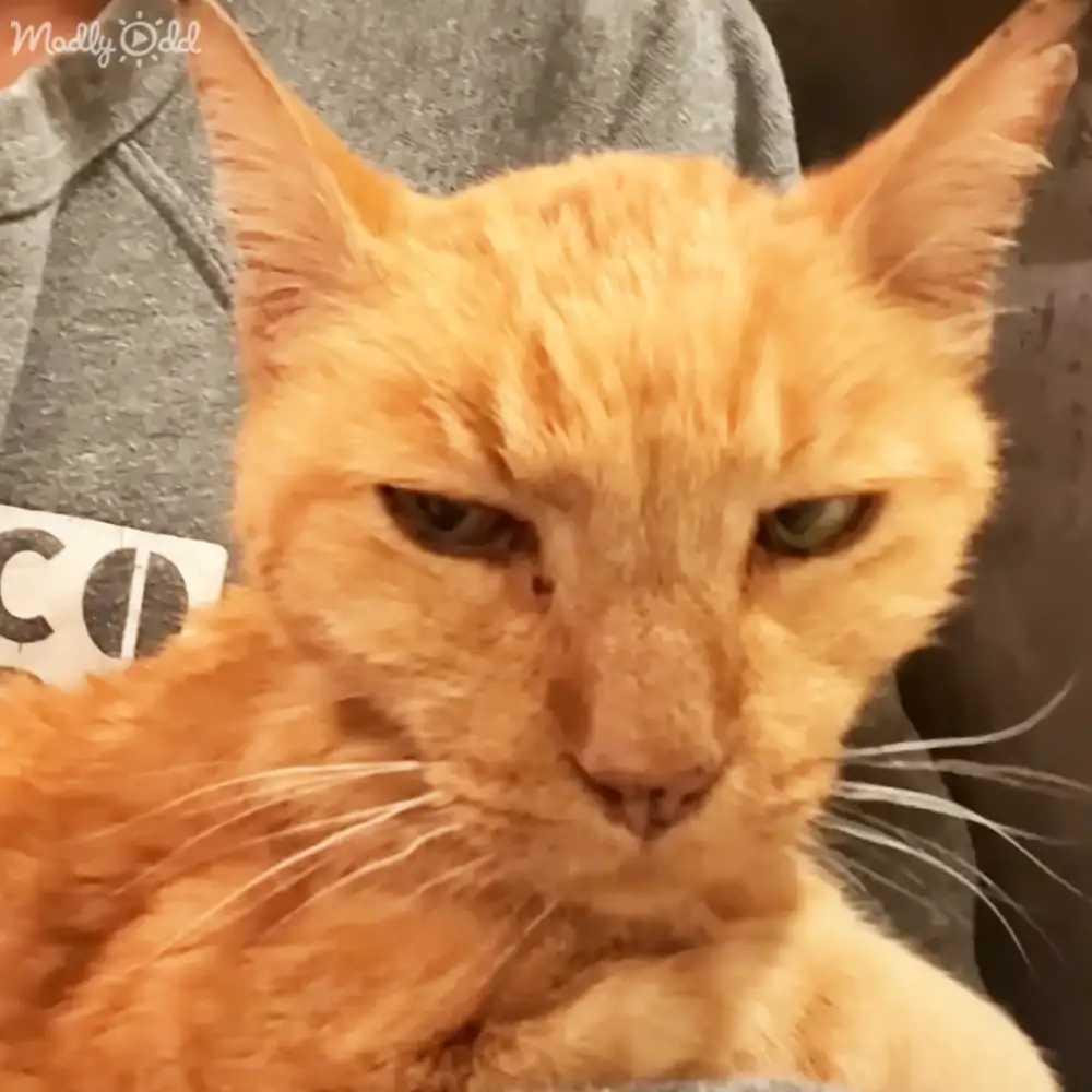 An orange tabby adult cat with darker stripes indoors, possibly a living room setting during daytime or early evening.