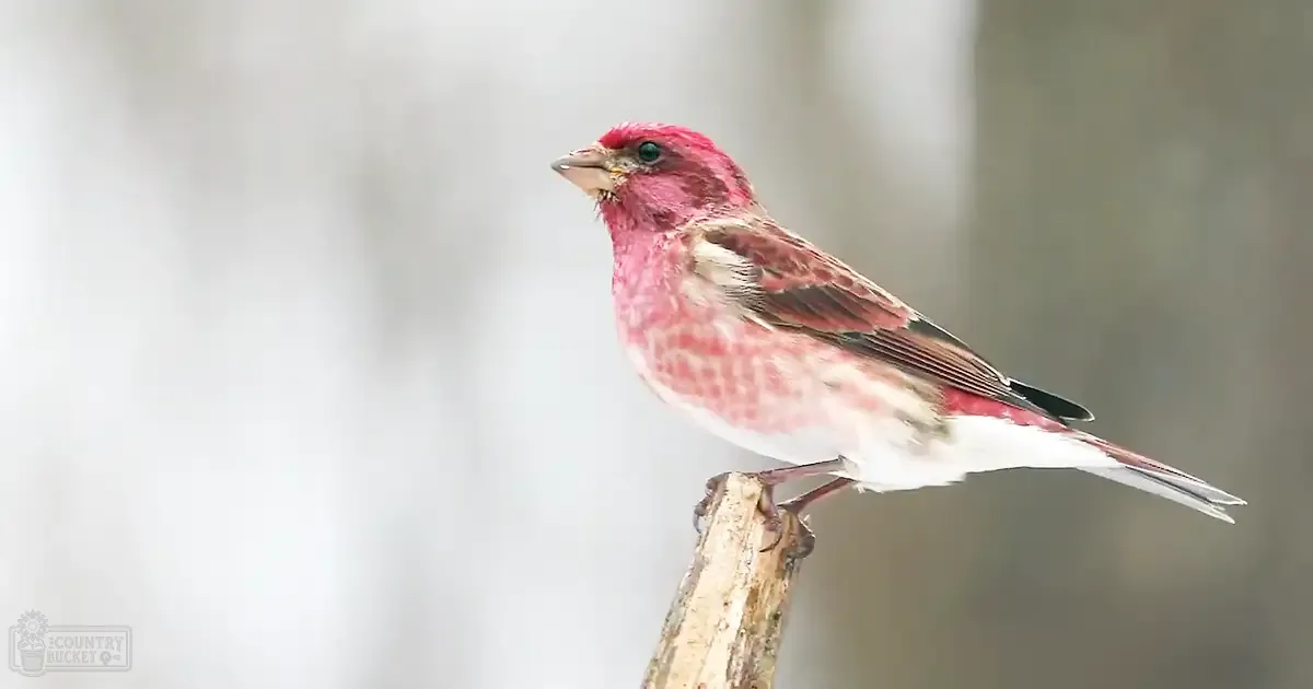 A reddish-pink bird with white underparts, small pointed beak, set against an overcast outdoor backdrop with blurred foliage in muted greens and browns.