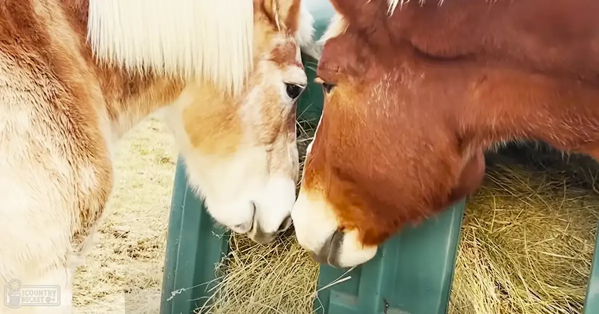 Two adult horses with white manes and light brown coats among hay in a stable or farm setting during daytime.