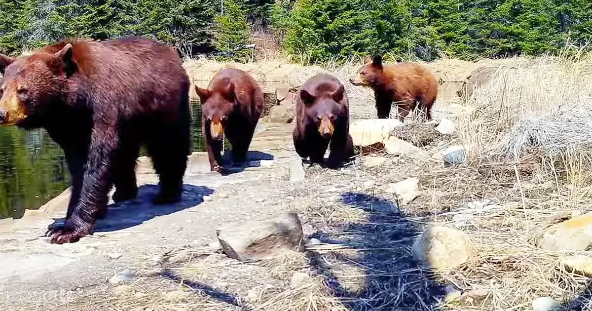 Four adult brown bears in a natural outdoor setting near water with green vegetation and sunlight casting shadows.