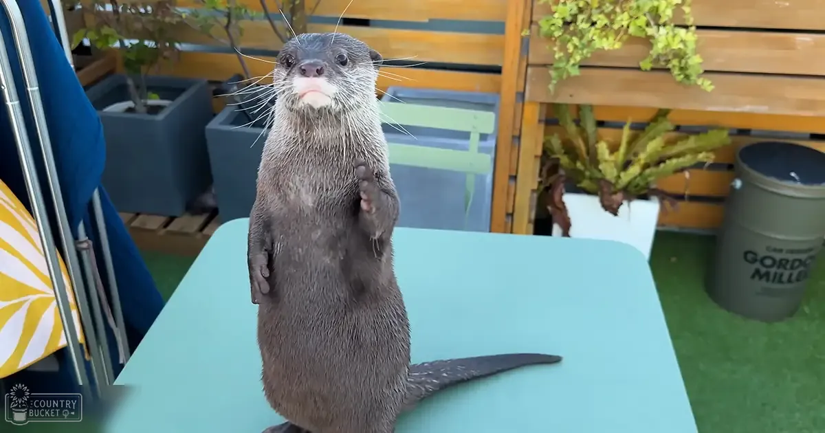 An adult otter with dark brown wet fur stands upright on its hind legs in an outdoor garden or patio area, surrounded by potted plants and a wooden bench.