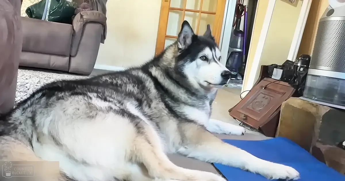 A husky dog with black, white, and gray fur indoors in a living room setting. Natural light streams through the glass door.