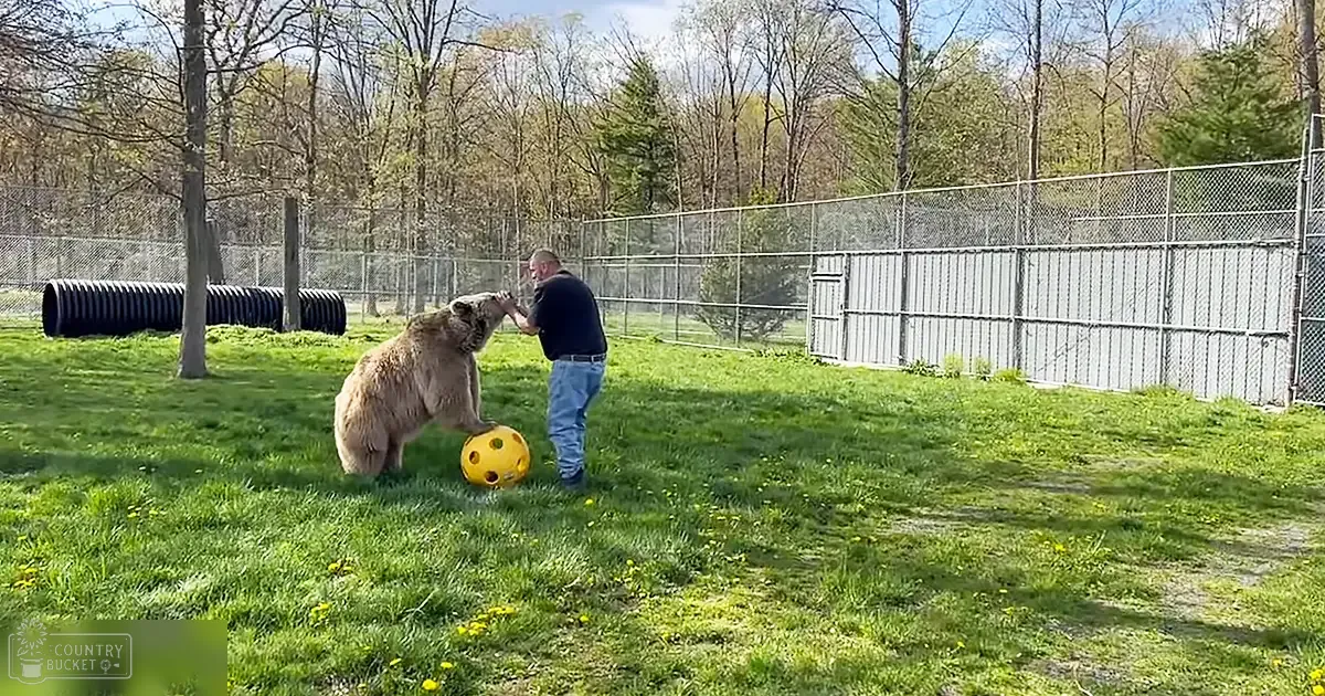 A brown bear interacting with an adult male in a zoo enclosure surrounded by trees and grass, with a yellow ball nearby.