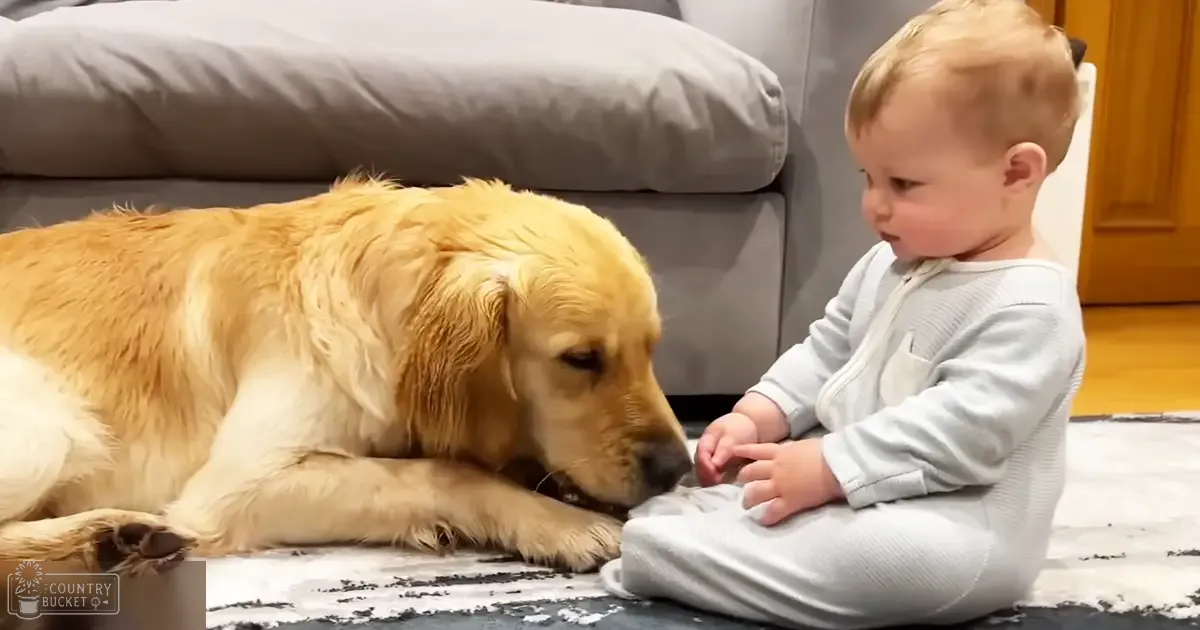 An infant in light gray pajamas interacts with a golden retriever inside a living room at night.