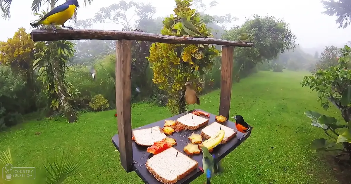 Several birds of different species perched around a wooden bird feeder in an outdoor garden setting with lush greenery under overcast skies.