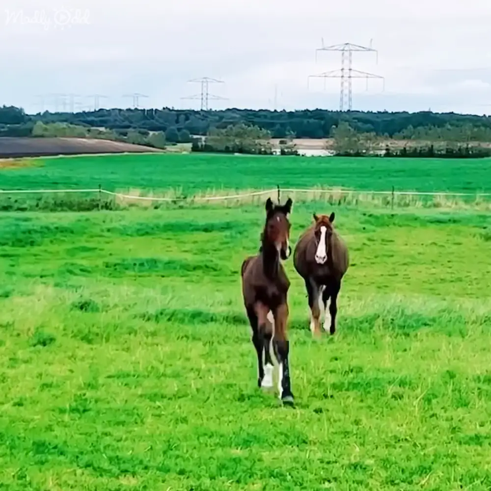 Two dark-coated horses in a lush green rural field under bright daylight.