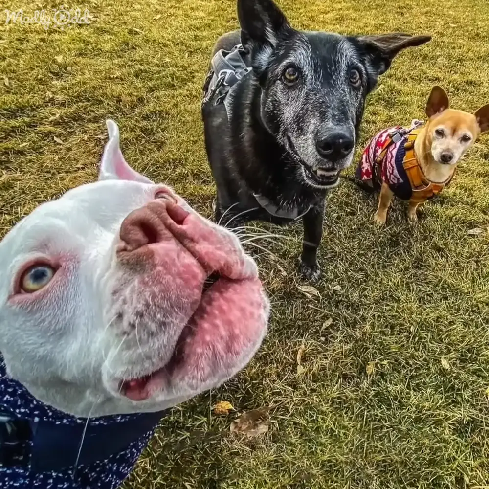 A white pit bull mix with a pink nose in an outdoor setting with fallen leaves, likely autumn.