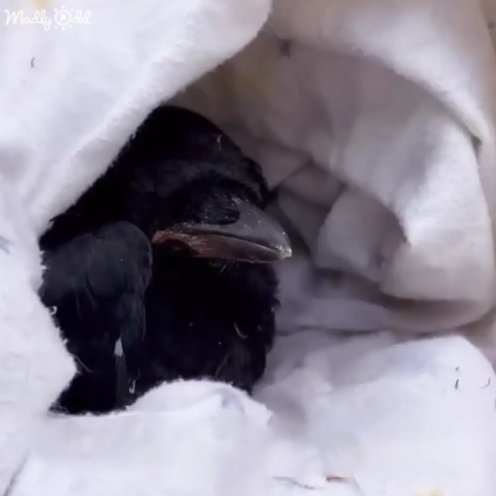 A black crow stands outdoors in a snowy winter landscape, illuminated by natural daylight.