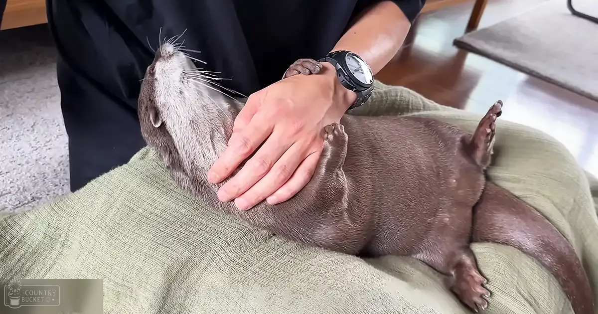 An adult male otter with a brownish-gray coat, resting on a green cushion in an indoor home environment with natural light during daytime.