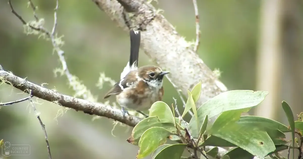 A small adult bird with brown and white plumage, black tail, standing amidst green foliage and branches in a natural outdoor setting during an overcast day.