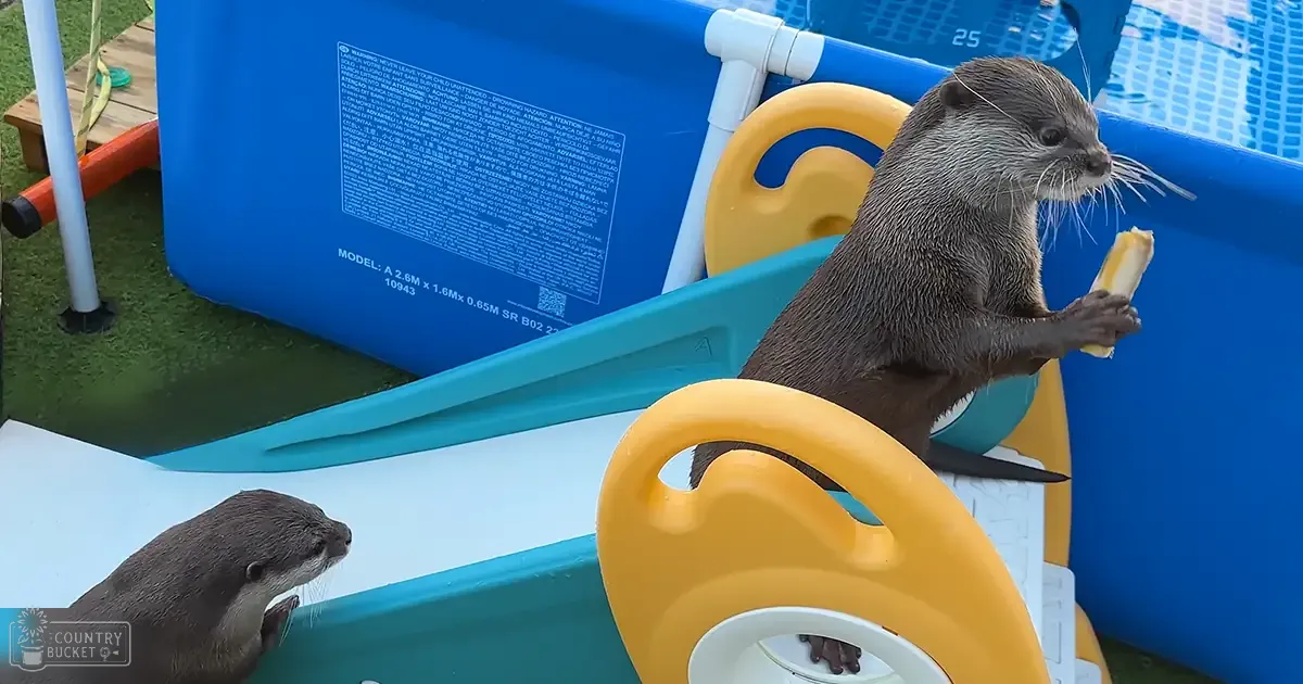Two healthy adult otters interacting with a treat in an inflatable backyard swimming pool on a sunny day during spring or summer.
