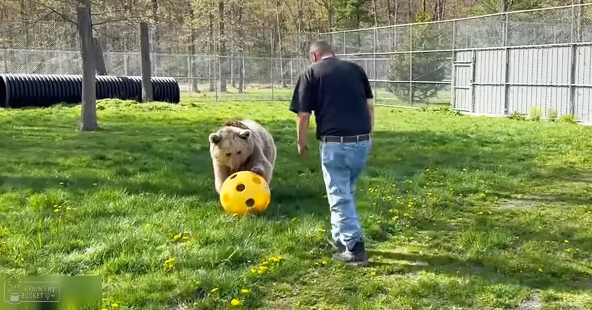 A polar bear playing with a yellow ball in an outdoor enclosure at what appears to be a zoo or wildlife sanctuary. The scene is set outdoors, likely during spring or summer with greenery and clear daylight.