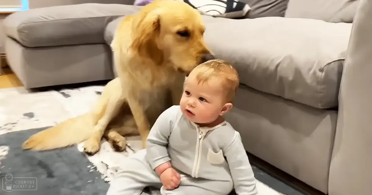 An infant in a light gray zip-up onesie sits with an adult Golden Retriever dog in a cozy living room setting, with warm evening lighting and subtle furniture details.