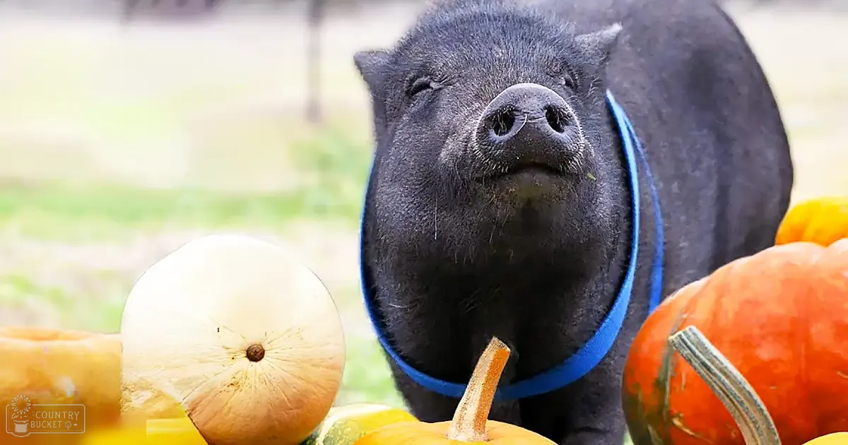 A black pig with a blue collar in an outdoor rural setting surrounded by colorful pumpkins under natural daylight.
