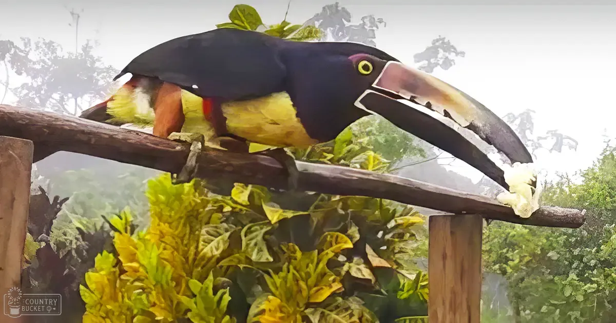 A vibrant adult toucan with yellow and red chest perched on a wooden railing in a lush tropical setting.