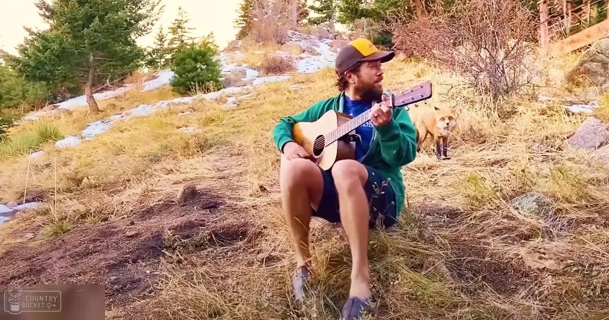 Adult male playing guitar outdoors with a red fox in late autumn or early spring setting, grassy terrain and forested background.