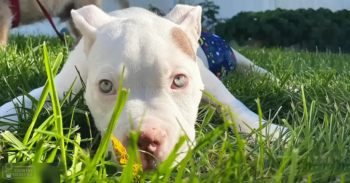 A white puppy with light-colored eyes and pink nose lying on green grass, surrounded by trees and bright sunlight.