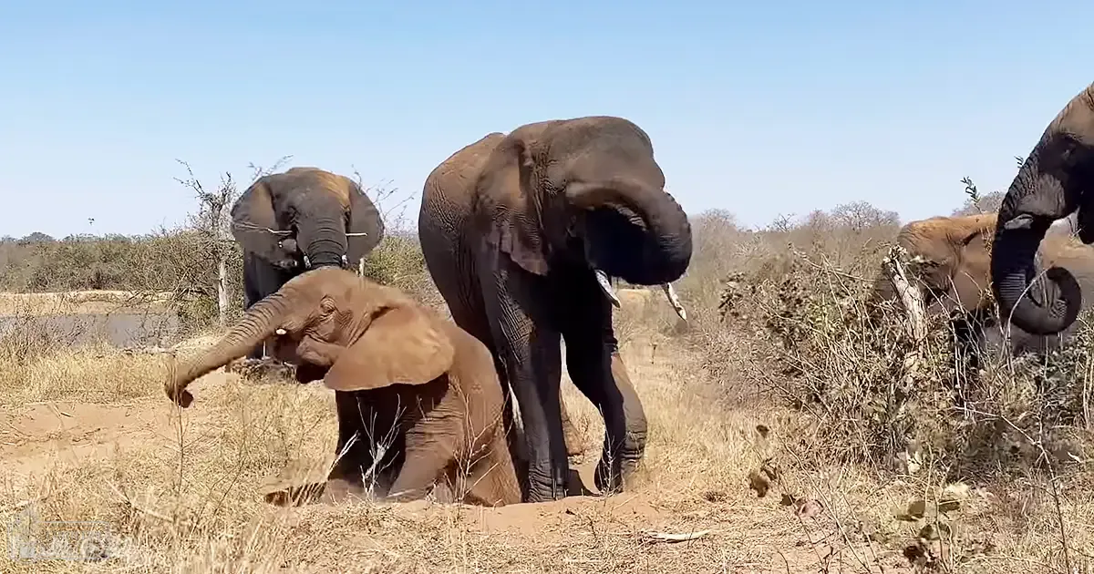 A group of African elephants in a savanna landscape with dry grasses and sparse trees under a clear blue sky, likely midday.