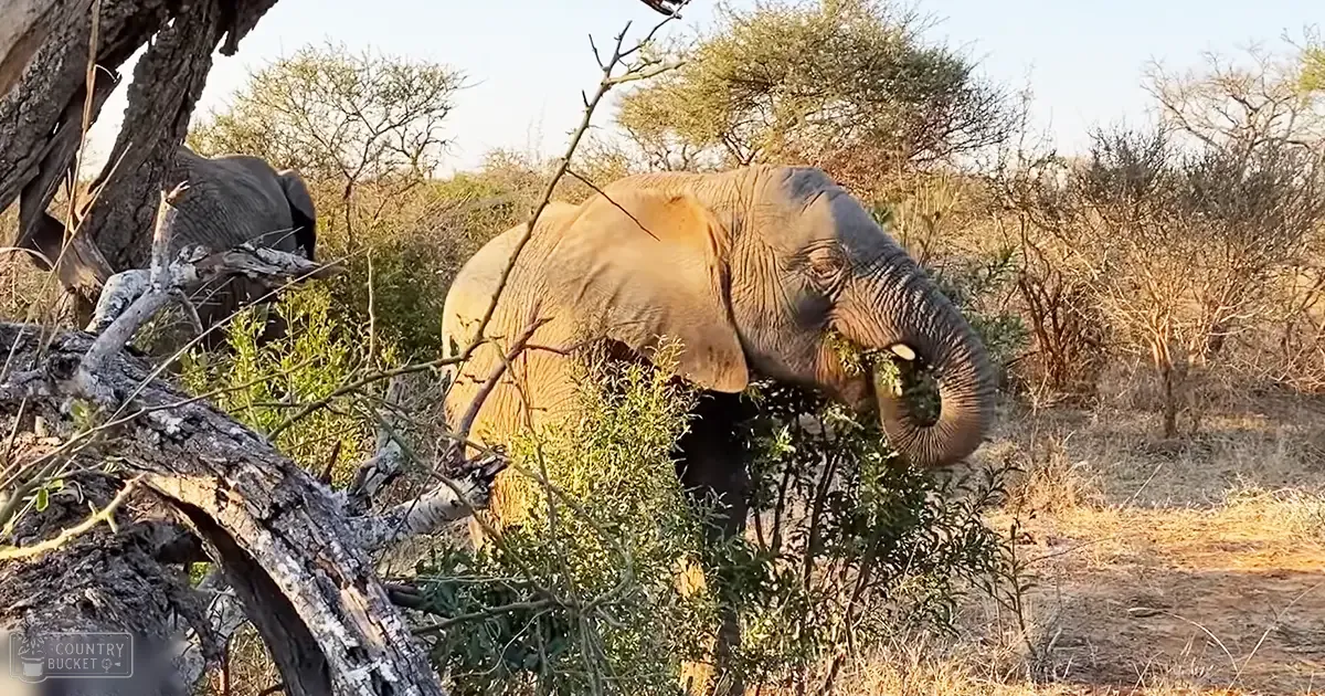 An adult African elephant feeding on savanna vegetation with its trunk extended.