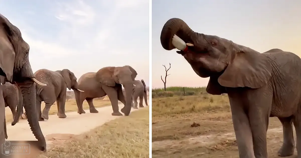 Adult African elephants with large tusks in a dry savanna landscape, late afternoon or early evening light.