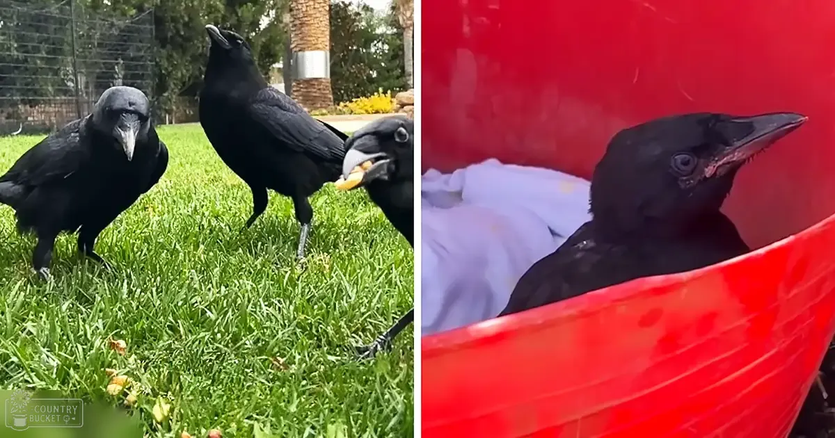 Three adult crows with glossy black feathers in a grassy outdoor area with trees and a red plastic container.