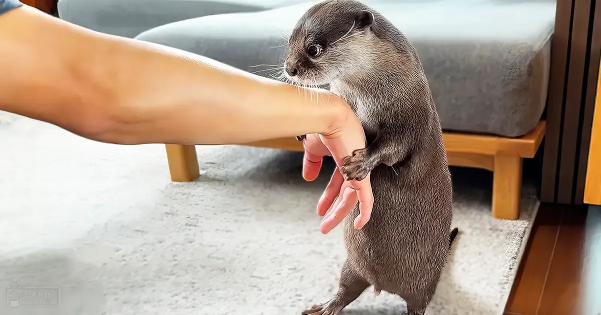 A juvenile common otter interacts with a human hand in an indoor home setting, partially visible light gray sofa and wooden legged furniture in the background.
